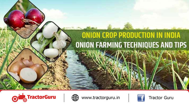 onion crop production