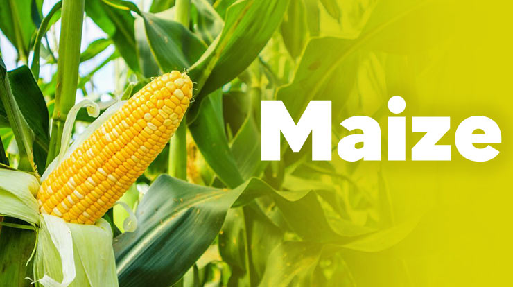 Maize - Top 5 Most Profitable Crops in India