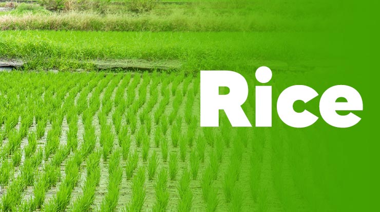rice - Top 5 Most Profitable Crops in India 