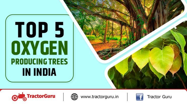 Top 5 Oxygen Producing Trees in India - Know Top 5 Oxygen Trees