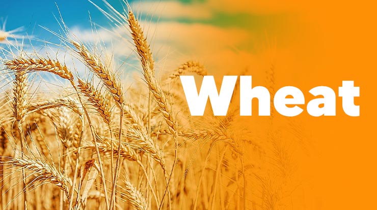wheat - Top 5 Most Profitable Crops in India