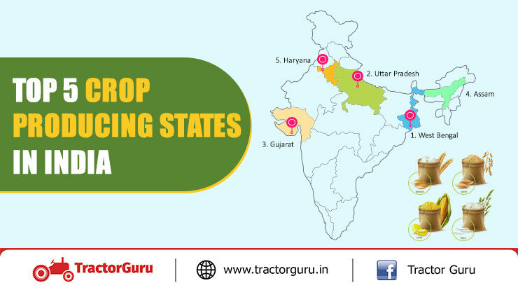 Top 5 Crop Producing States in India - Leading Agricultural States