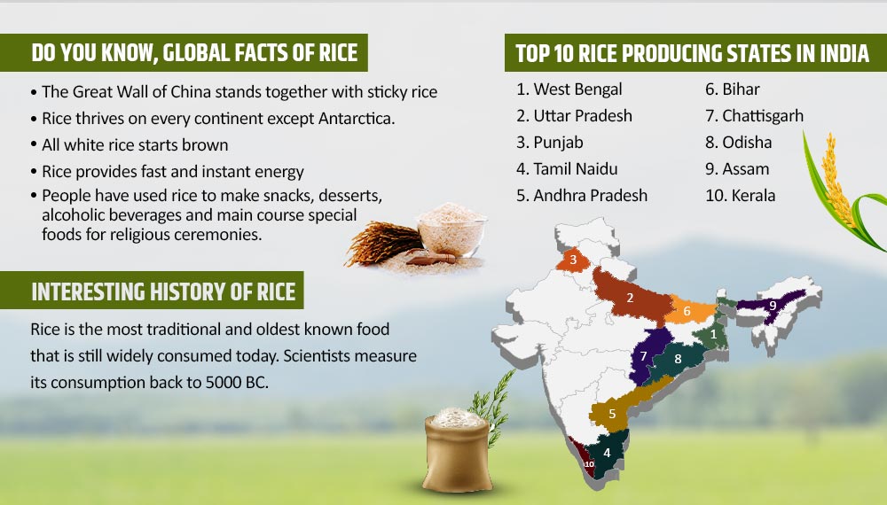Rice cultivation facts
