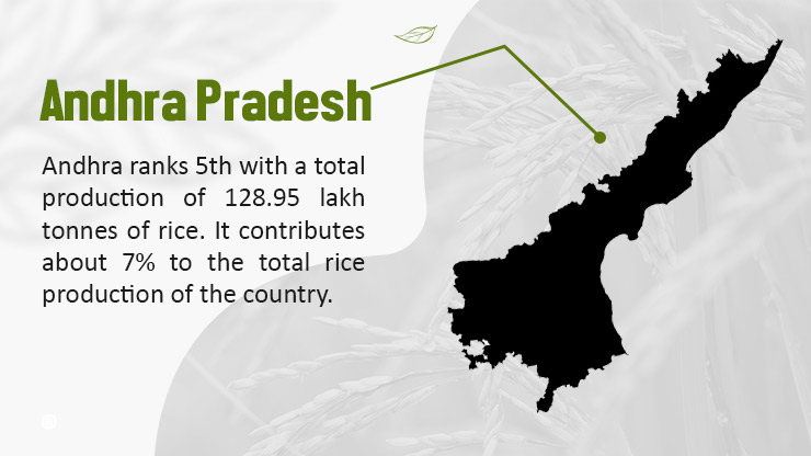 Rice in Andhra Pradesh