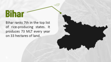 Top 10 Rice Producing States In India With Rice Cultivation Method
