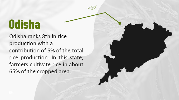 Rice in Odisha