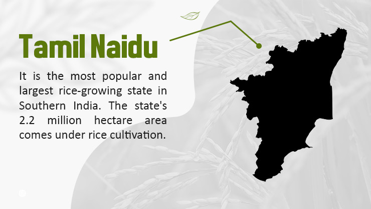 Rice in Tamil Naidu