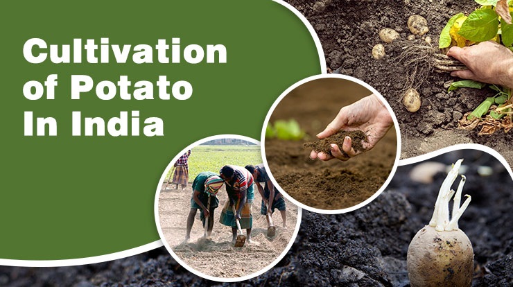 Cultivation of Potato In India