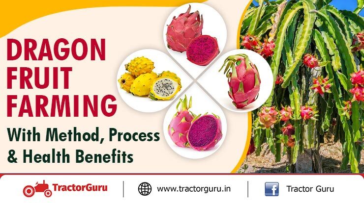 Dragon Fruit Farming With Method Process And Health Benefits
