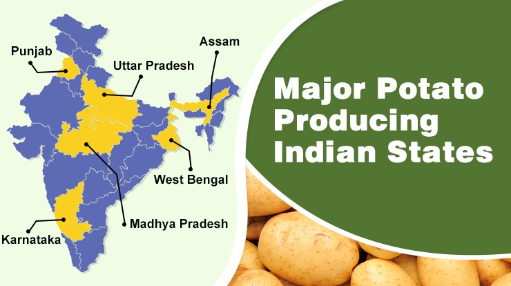 Major Potato Producing Indian States
