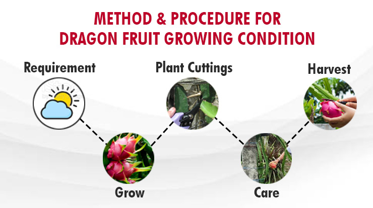Method & Procedure for Dragon Fruit Growing Condition