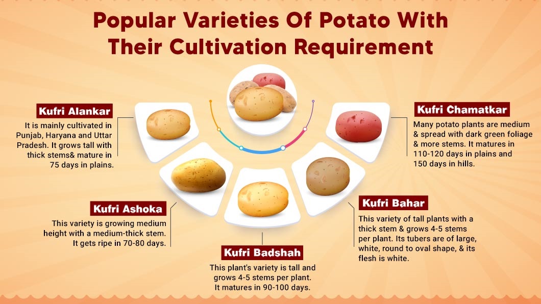 Popular Varieties Of Potato With Their Cultivation Requirement
