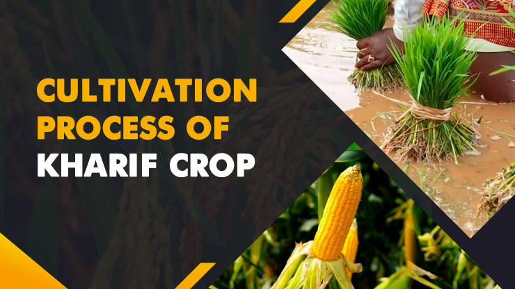 Cultivation Process of Kharif Crop