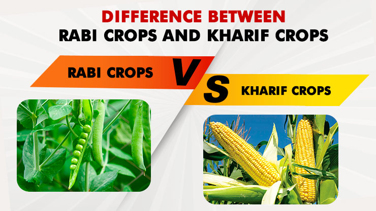 Difference Between Rabi Crops And Kharif Crops