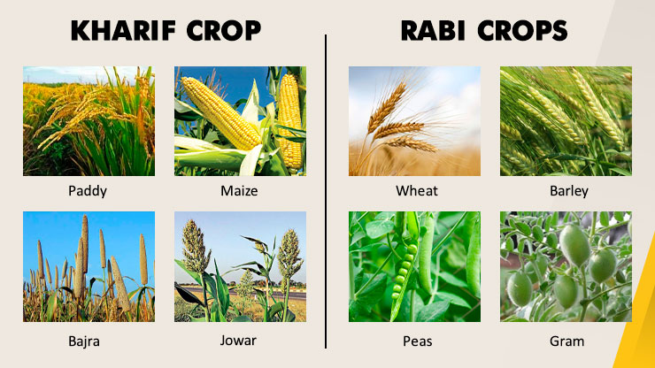 Crops Grown in the Kharif Season And Rabi Season