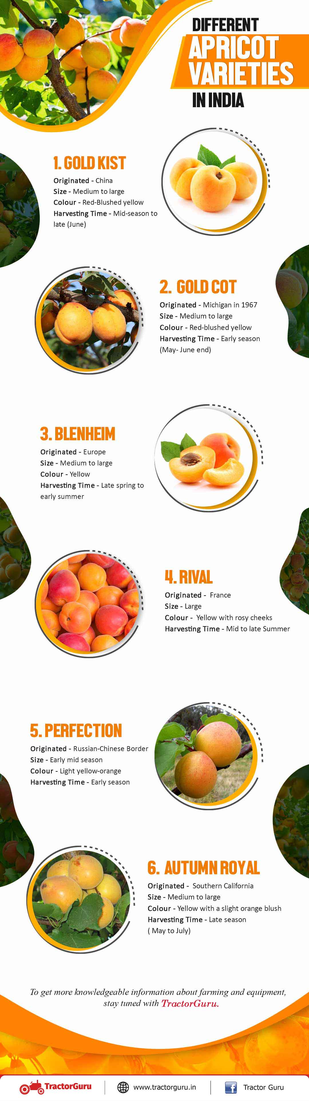 Apricot Farming in India