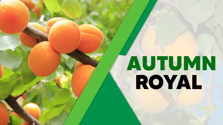 Autumn Royal apricot