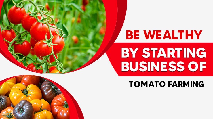 Be Wealthy By Starting Business Of Tomato Farming