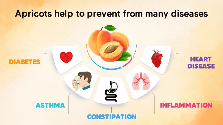Health Benefits of Apricot Fruit