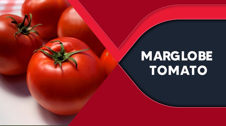 Marglobe Tomato