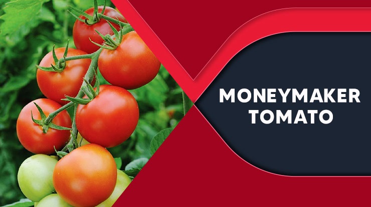 Moneymaker Tomato