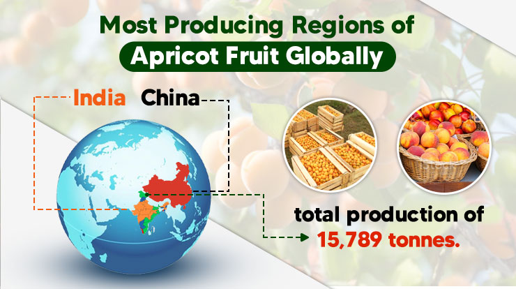 Most Producing Regions of Apricot Fruit Globally