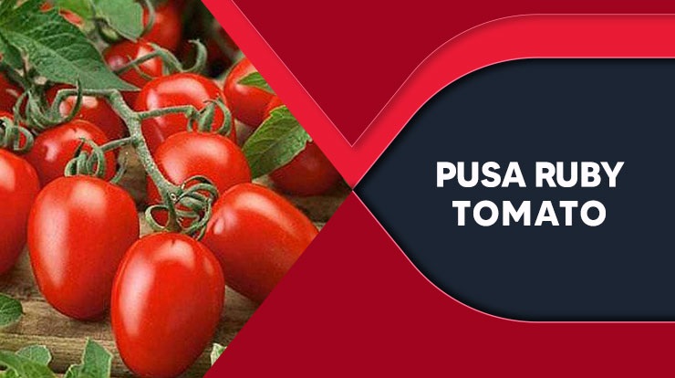 Pusa Ruby Tomato