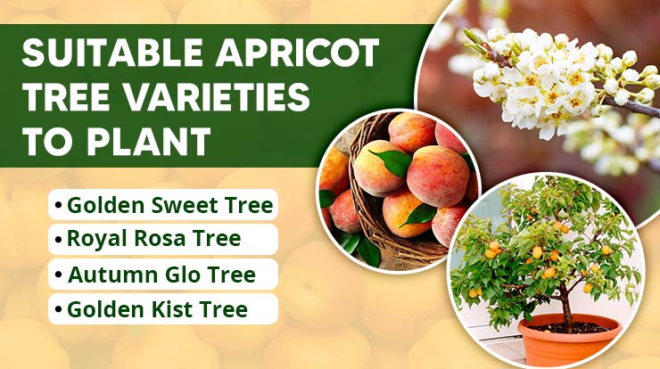 Suitable Apricot Tree Varieties to Plant