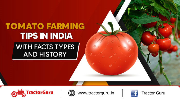 Tomato Farming Tips In India With Facts, Types And History