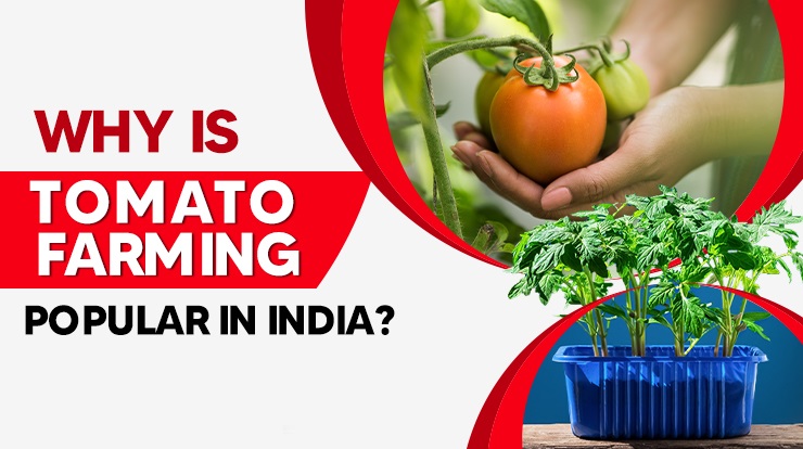 Why is Tomato farming popular in India