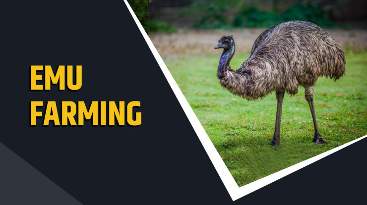 Emu Farming 
