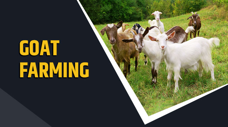 Most Profitable Livestock Farming Business Ideas in India