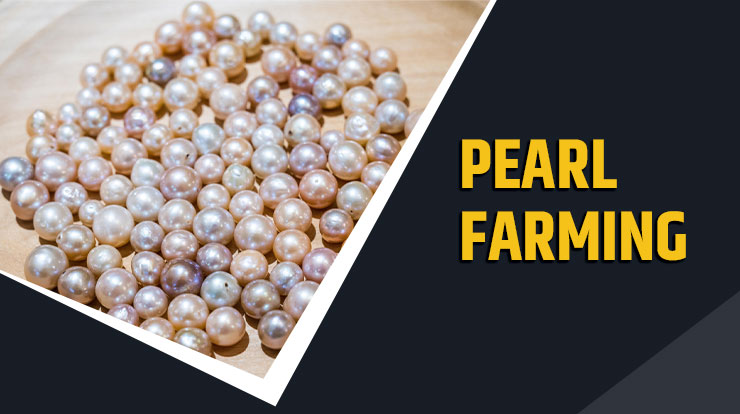 Pearl Farming 
