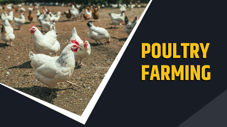 Poultry Farming 
