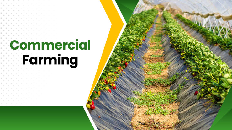 Commercial-Farming 