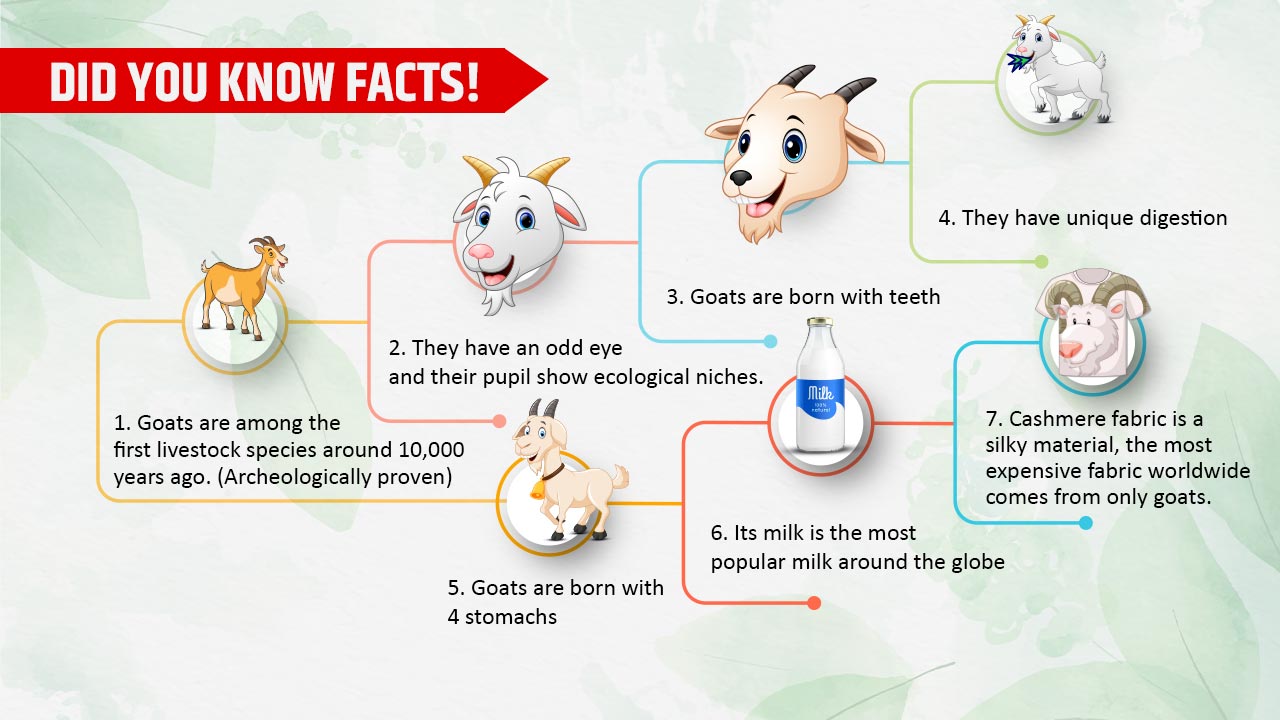 Facts Related To Goat