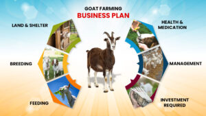 business plan for goats farming