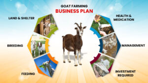 best goat farming business plan