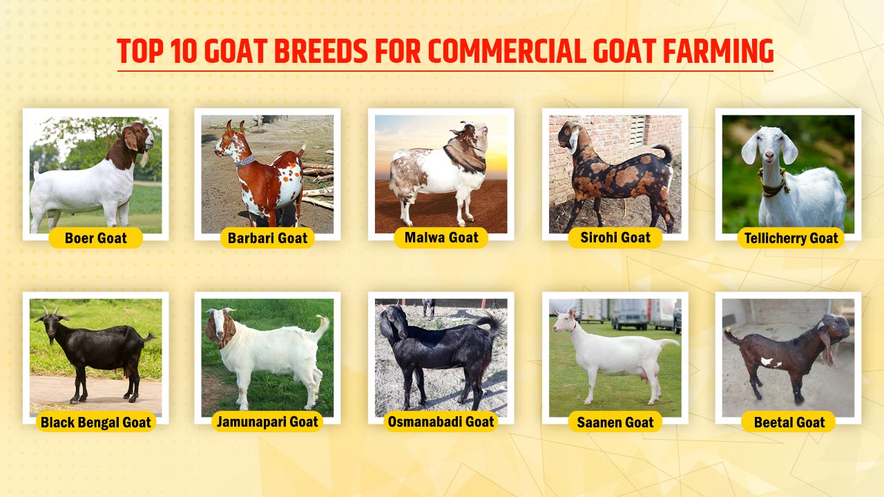 Top 10 Goat Breeds For Commercial Goat Farming