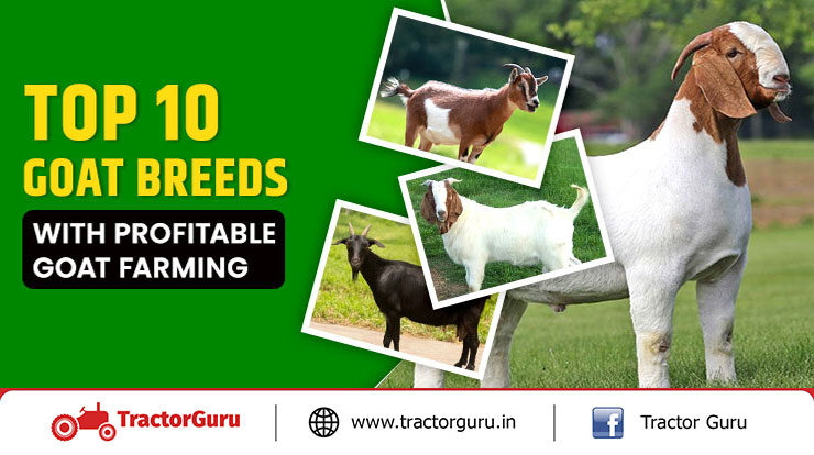 Top 10 Goat Breeds & Profitable Goat Farming Business Ideas
