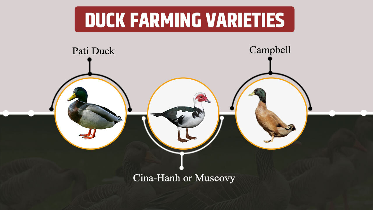 Duck Farming Varieties in India