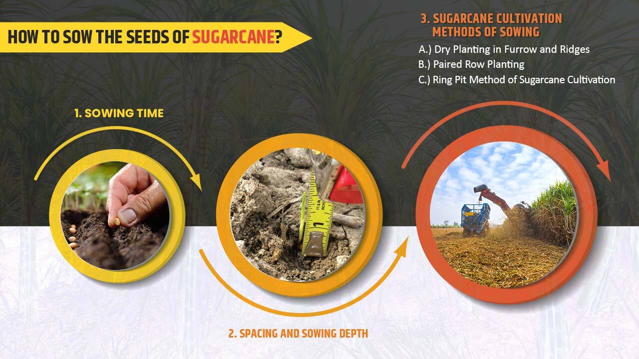 How to Sow the Seeds of Sugarcane