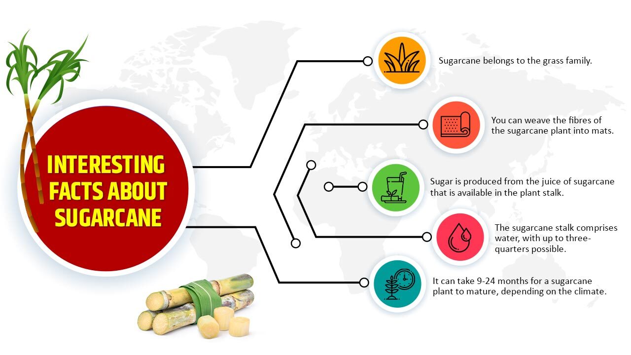 Interesting Facts about Sugarcane