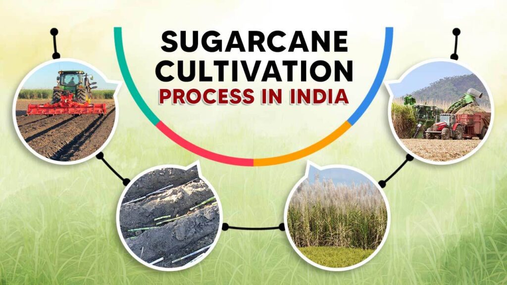 sugarcane-cultivation-in-india-how-to-cultivate-sugarcane