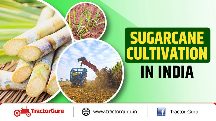 Sugarcane Cultivation in India - How to Cultivate Sugarcane