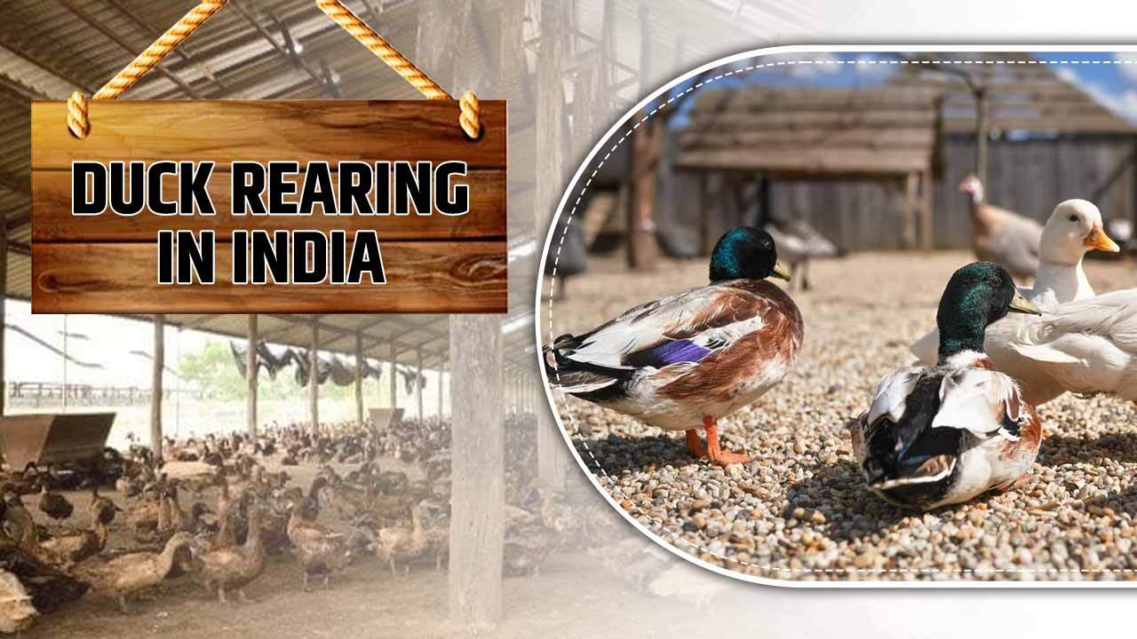 What is Duck Rearing in India