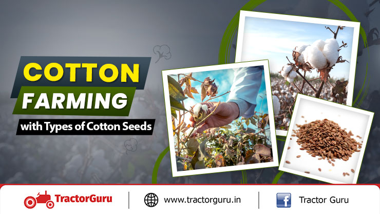 Cotton Farming A Stepwise Approach to Details And Economy