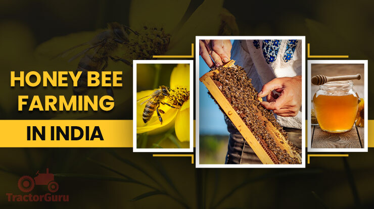 Honey Bee Farming in India