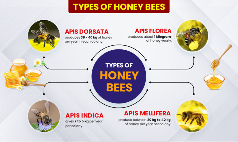 Honey Bee Farming in India - Guide to Start a Honey Bee Farm