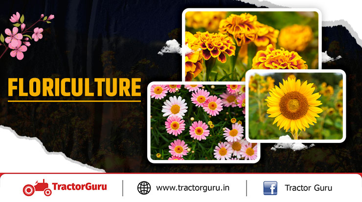 Floriculture : Types of Flowers, Tips and Importance of Floriculture